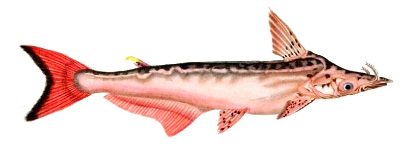 Ageneiosus militaris Orbigny