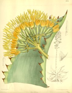 Agave marmorata 138-8442