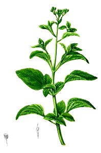 Ageratum conyzoides Blanco2.368-cropped
