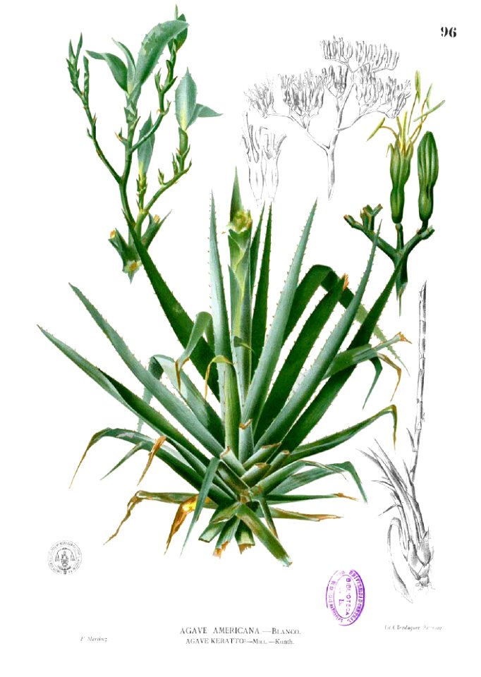 Agave sp Blanco1.96