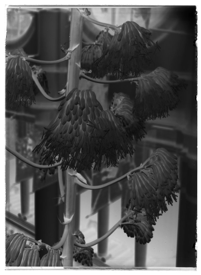 Agave-växt i Norra hallen - Livrustkammaren - 60842-negative