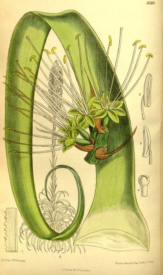 Agave bracteosa 140-8581