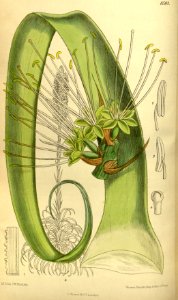 Agave bracteosa 140-8581