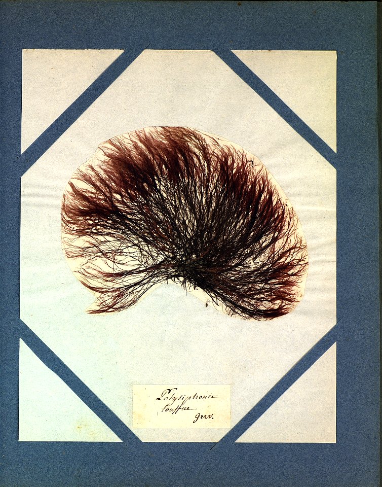 Agathe Le Gourcuff Polysiphonia crassa