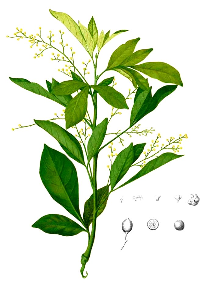 Aglaia odorata Blanco2.410-cropped