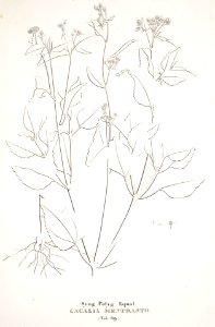 Ageratum conyzoides - 001