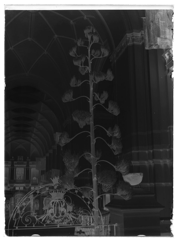 Agave-växt i Norra hallen - Livrustkammaren - 52281-negative