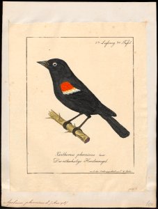 Agelaius phoeniceus - 1700-1880 - Print - Iconographia Zoologica - Special Collections University of Amsterdam - UBA01 IZ15800249