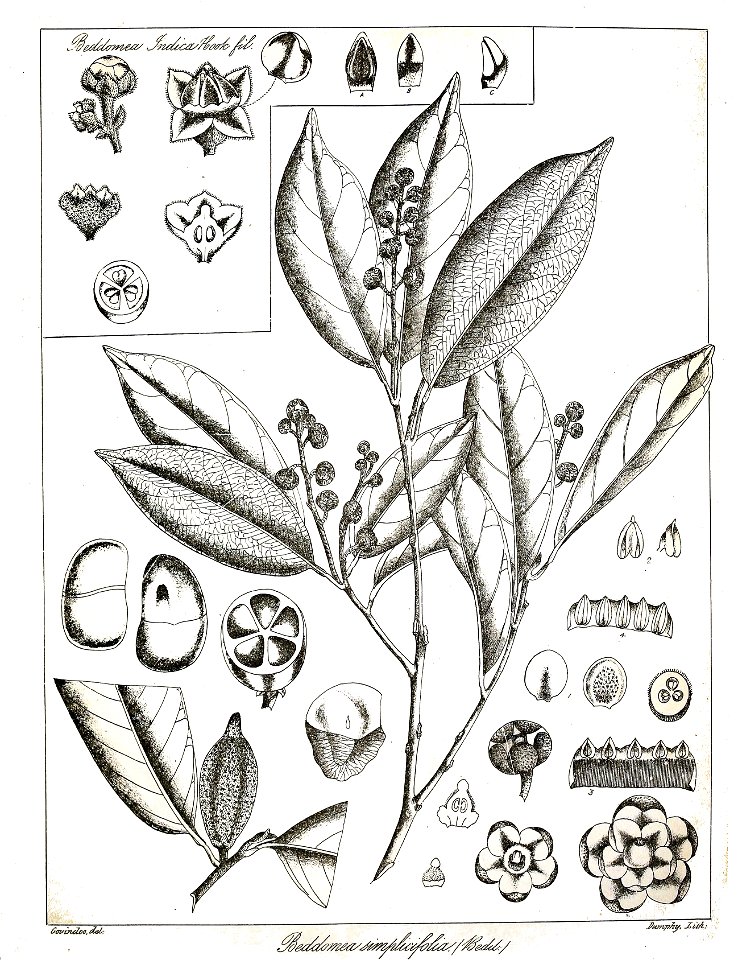 Aglaia simplicifolia Govindoo