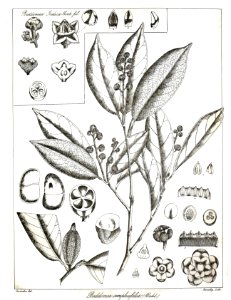 Aglaia simplicifolia Govindoo