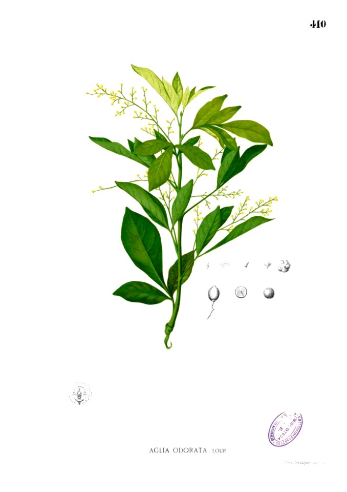 Aglaia odorata Blanco2.410