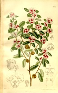 Agonis marginata 136-8301