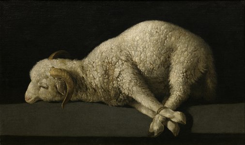 Agnus Dei, por Francisco de Zurbarán