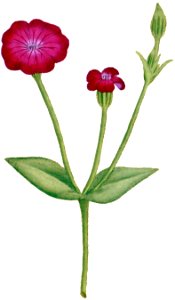 Agrostemma coronaria 1787