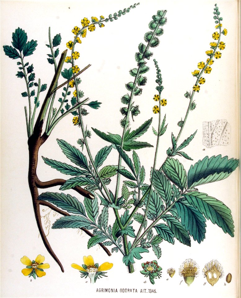 Agrimonia odorata — Flora Batava — Volume v17