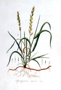 Agropyrum repens — Flora Batava — Volume v7