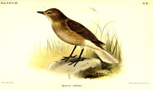 AgriornisSolitariaSmit