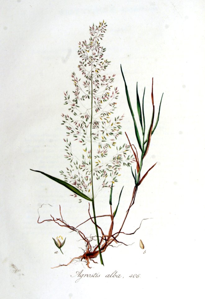Agrostis alba — Flora Batava — Volume v6