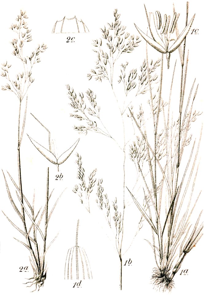 Agrostis spp Sturm15