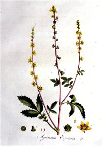Agrimonia eupatoria — Flora Batava — Volume v1