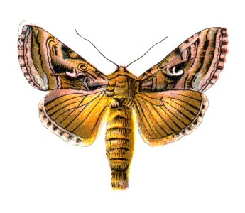 Agrotis ipsilon par Nemos