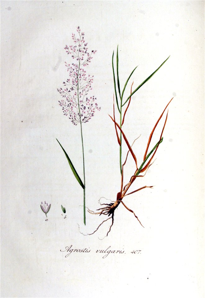 Agrostis vulgaris — Flora Batava — Volume v6
