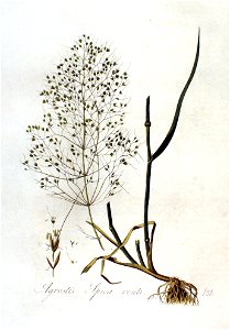 Agrostis spica-venti — Flora Batava — Volume v2