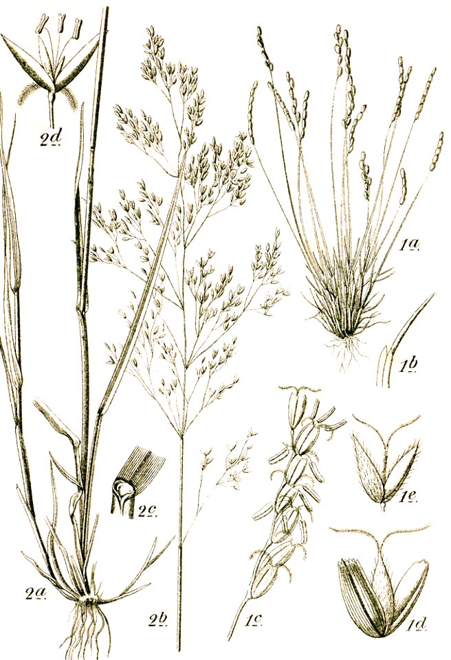 Agrostis+Mibora sp Sturm14