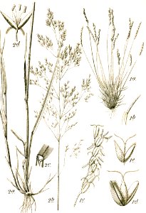 Agrostis+Mibora sp Sturm14