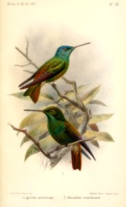 Agyrtria-AmaziliaKeulemans