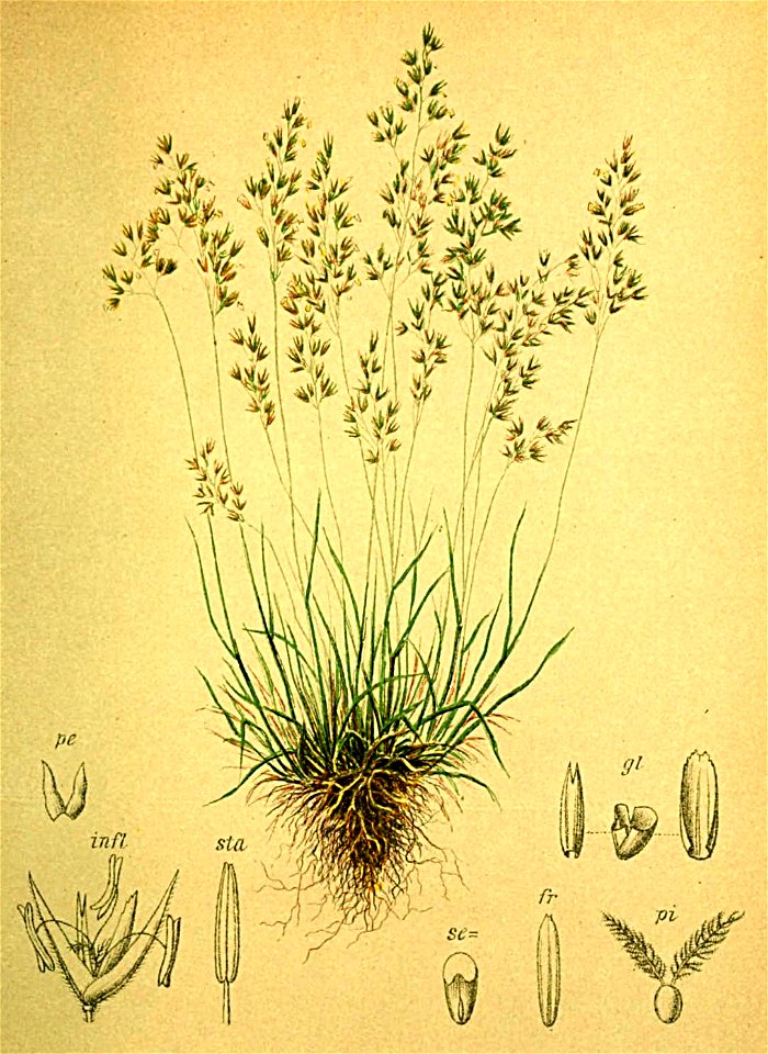 Agrostis alpina Atlas Alpenflora