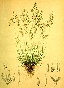 Agrostis alpina Atlas Alpenflora