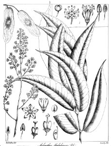 Ailanthus malabarica Govindoo