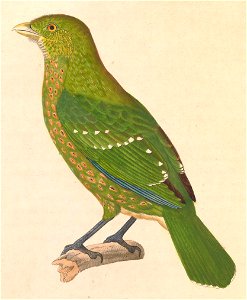 Ailuroedus crassirostris 1838