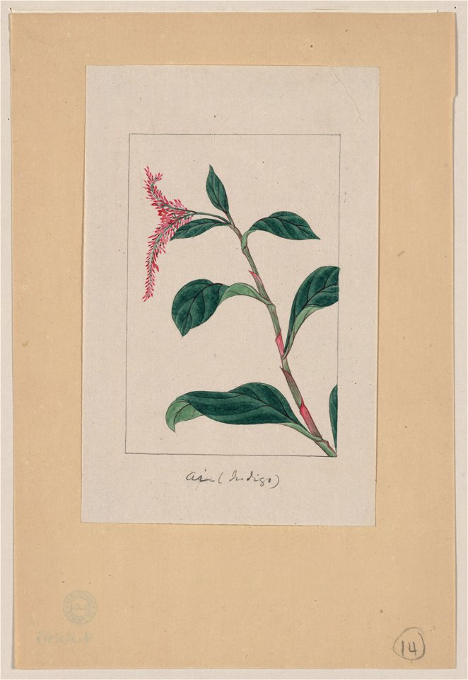 Ai (Indigo) LCCN2009630233