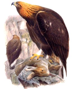 Aigle royal Wolf