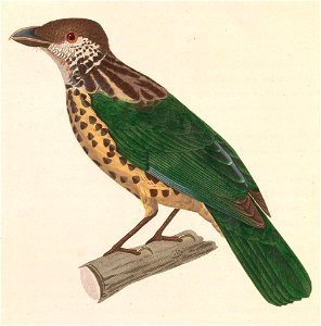 Ailuroedus buccoides 1838