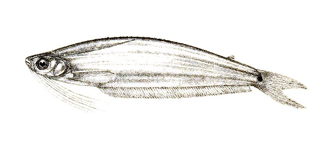 Ailichthys puncata Day Suzini 114. Free illustration for personal and commercial use.