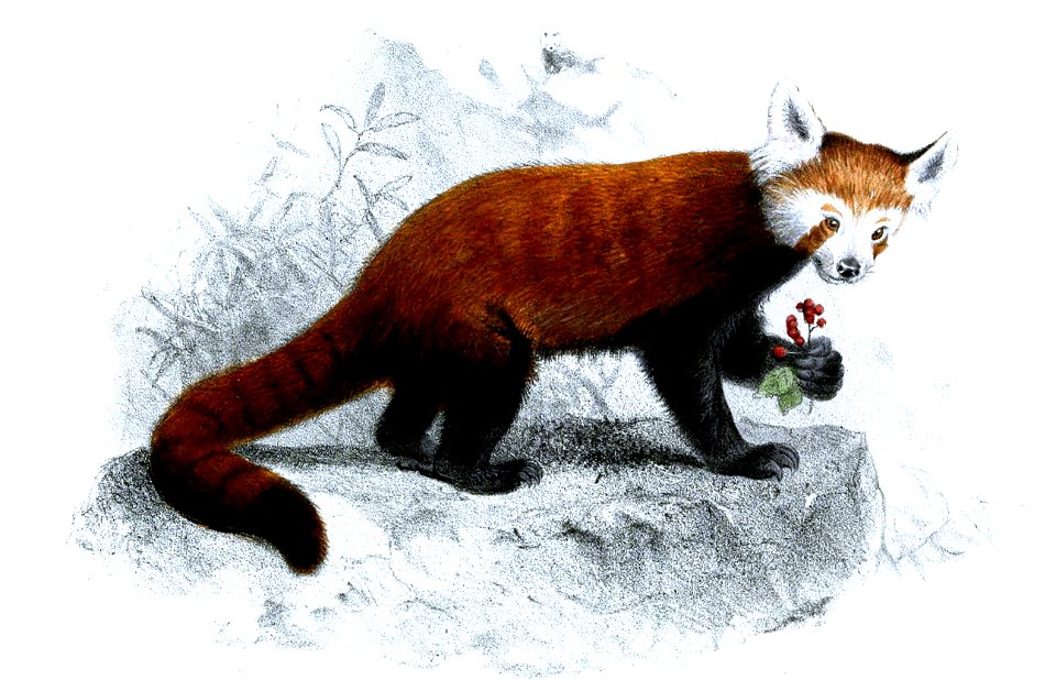 AilurusFulgensSmit