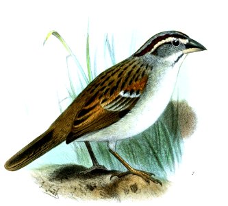 Aimophila stolzmanni Smit