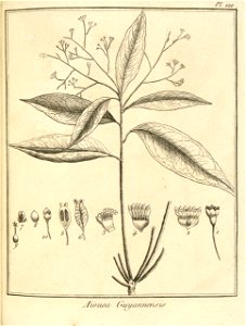 Aiouea guianensis Aublet 1775 pl 120
