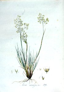 Aira canescens — Flora Batava — Volume v3