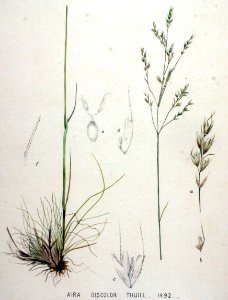 Aira discolor — Flora Batava — Volume v19