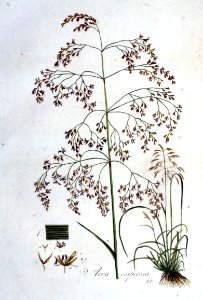 Aira cespitosa — Flora Batava — Volume v1