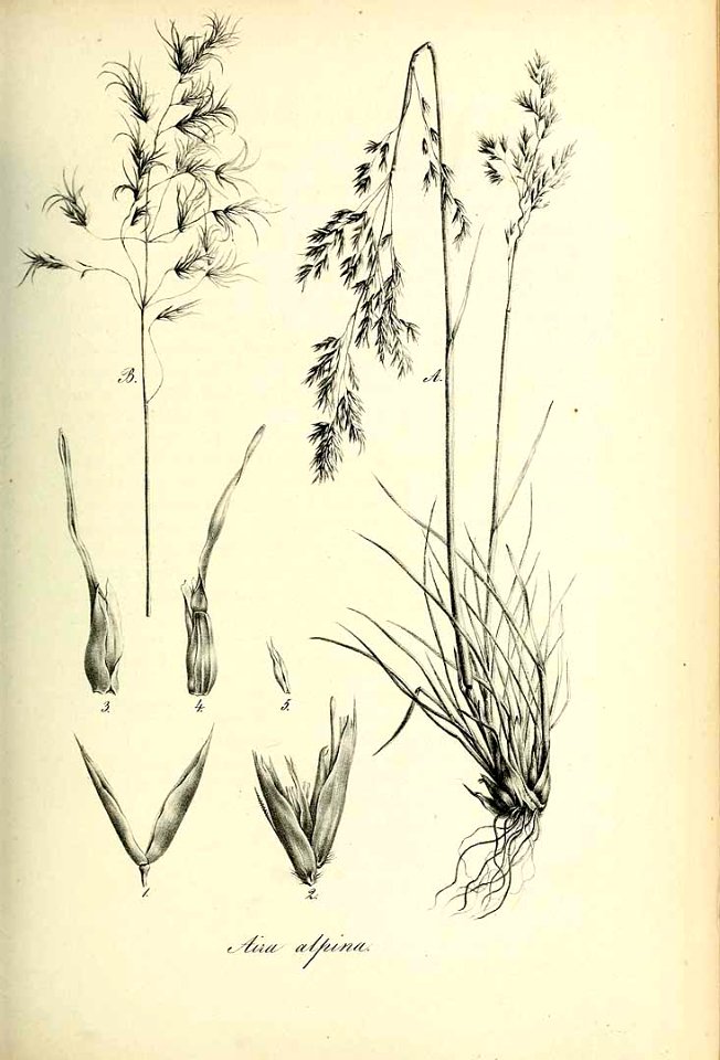 Aira alpina - Species graminum - Volume 3