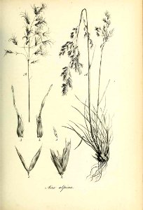 Aira alpina - Species graminum - Volume 3