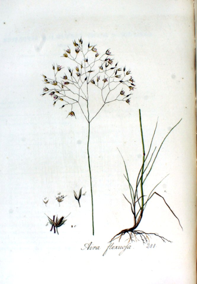 Aira flexuosa — Flora Batava — Volume v3