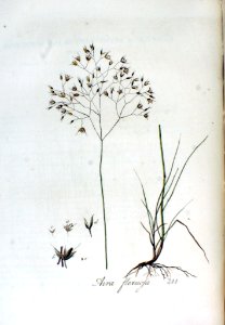 Aira flexuosa — Flora Batava — Volume v3
