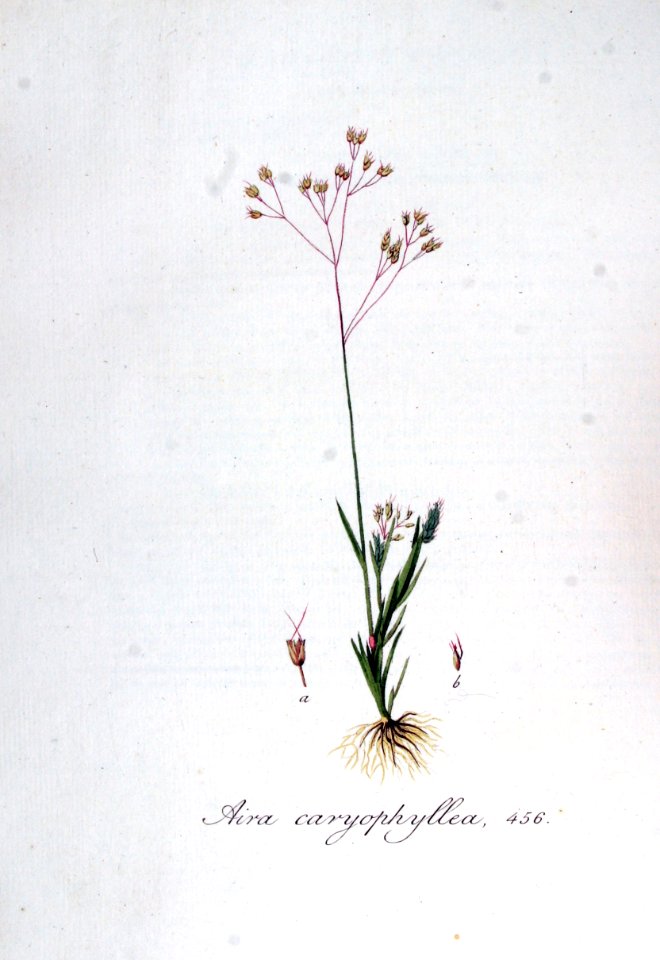 Aira caryophyllea — Flora Batava — Volume v6