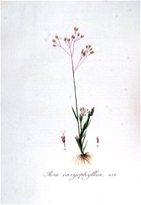 Aira caryophyllea — Flora Batava — Volume v6